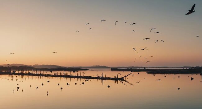 avistamiento de aves y pesca